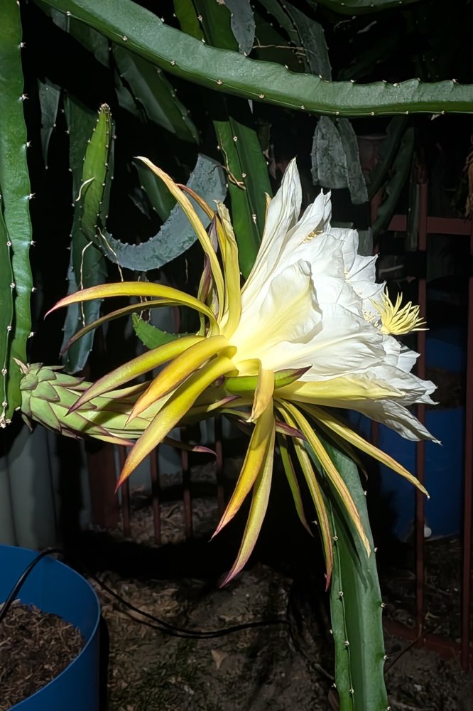 Day Flower